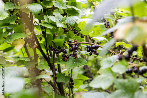 black currants in the garden