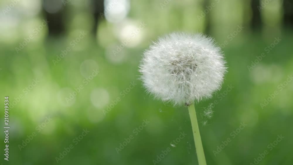 Dandelion Seed Head ,on blurry background,close-up. White flower in green grass. Dandelion Seed Head ,on blurry background,close-up. White flower in green grass.