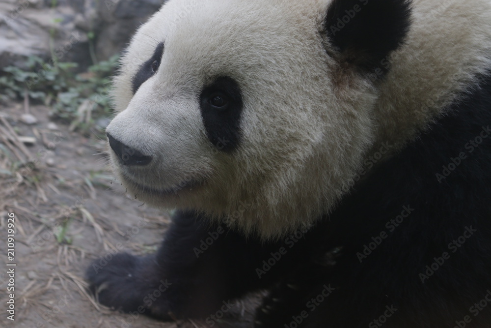giant panda bear giant panda bear