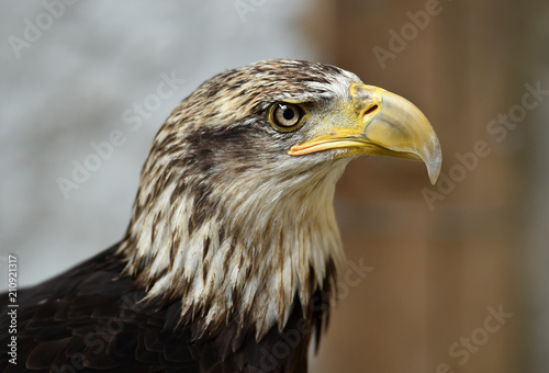 aguila calva