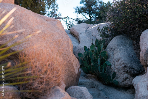 Cactus Growing Along a Trail