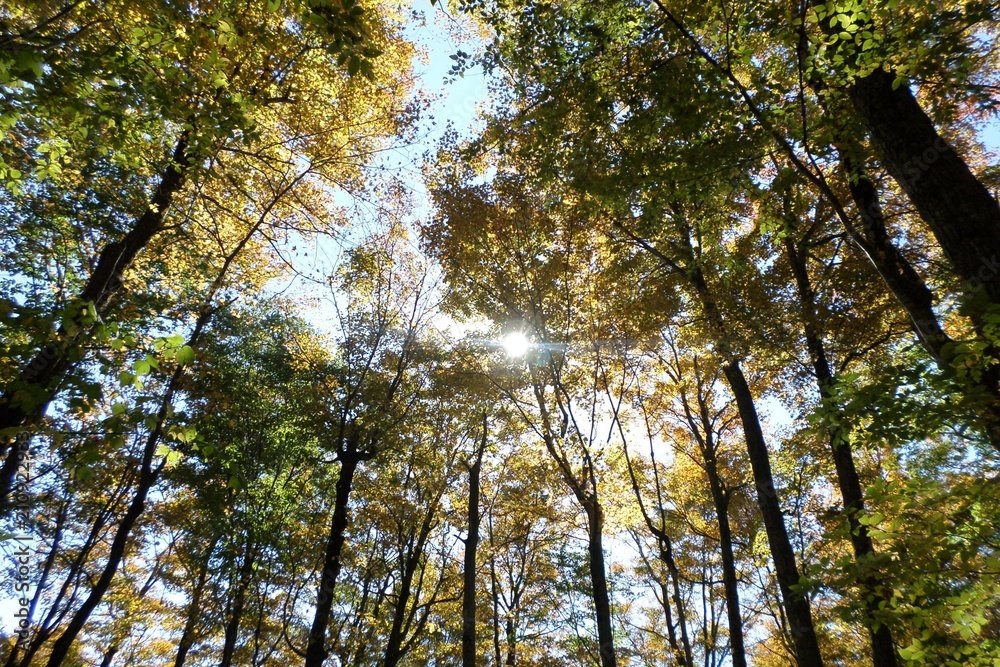 Obraz premium fall with sunset 