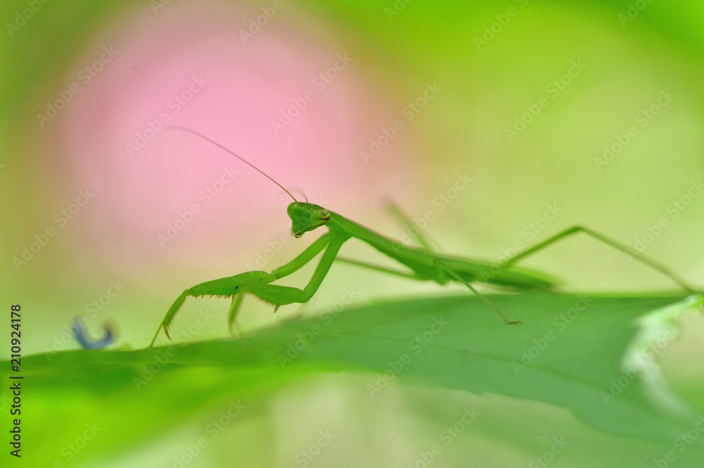 カマキリの子供 カマキリの子供