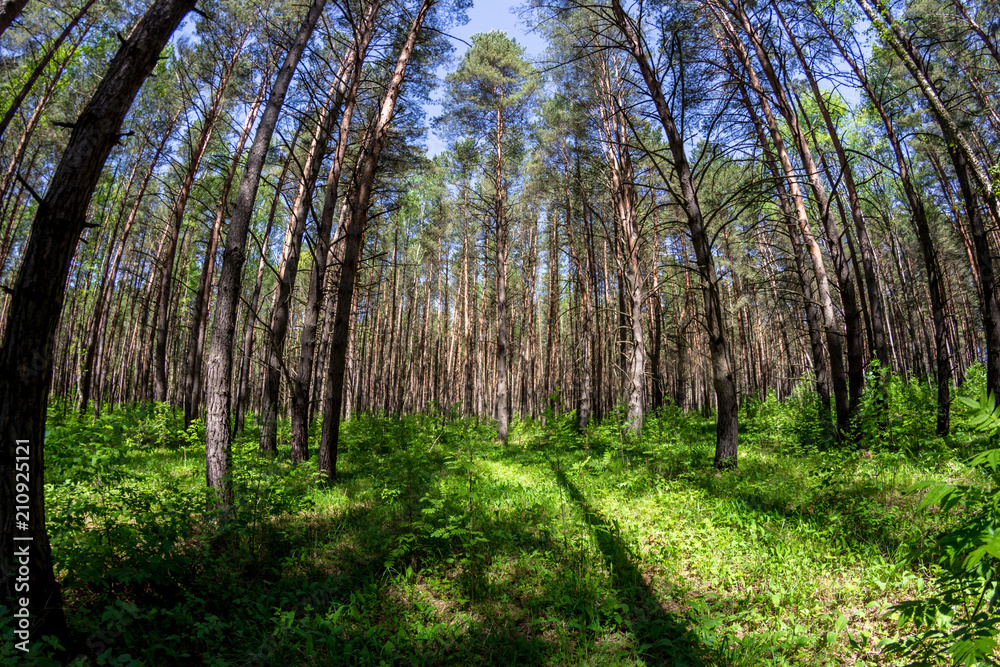 Obraz premium Beautiful thick pine with a weak underwood