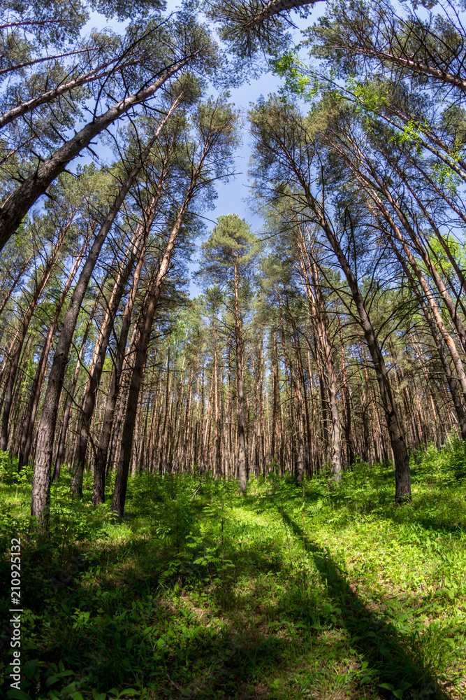 Obraz premium Beautiful thick pine with a weak underwood 
