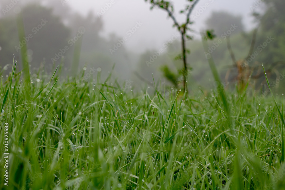 Fototapeta premium Grass in the dew early foggy morning 