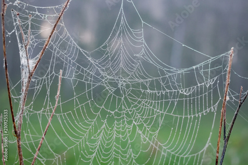 Wet web on the grass in a misty morning 