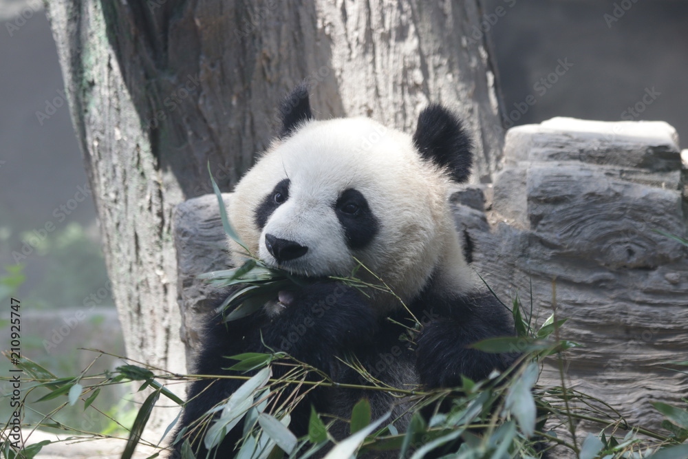 Obraz premium Giant Panda eats Bamboo Leaves, Dian Dian, Beijing, China