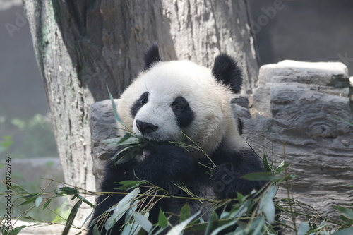 Fototapeta Naklejka Na Ścianę i Meble -  Giant Panda eats Bamboo Leaves, Dian Dian, Beijing, China