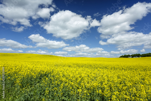 Canola field scenery   Vibrant yellow flowers field in north Poland