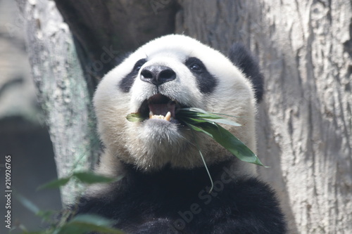 Fototapeta Naklejka Na Ścianę i Meble -  Giant Panda eats Bamboo Leaves, Dian Dian, Beijing, China
