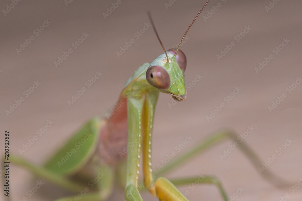 Beautiful Green mantis of Sabah, Borneo Beautiful Green mantis of Sabah, Borneo