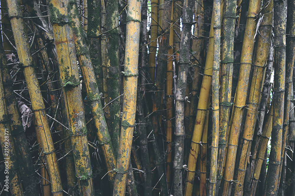 Tropical Bamboo of Maui Tropical Bamboo of Maui