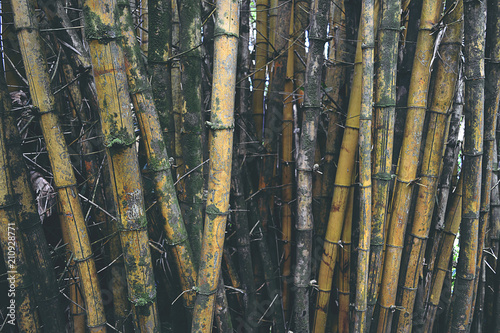 Tropical Bamboo of Maui
