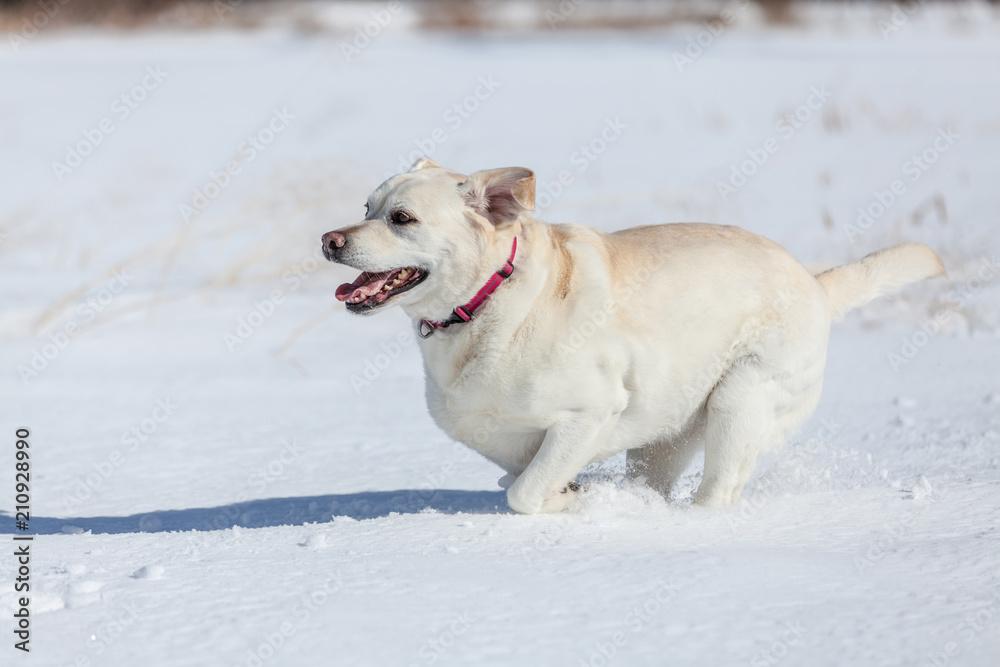 雪原を走る犬