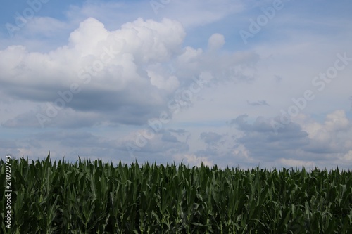 Field of Dreaming