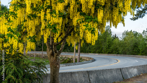 Tableau sur toile Laburnum anagyroides