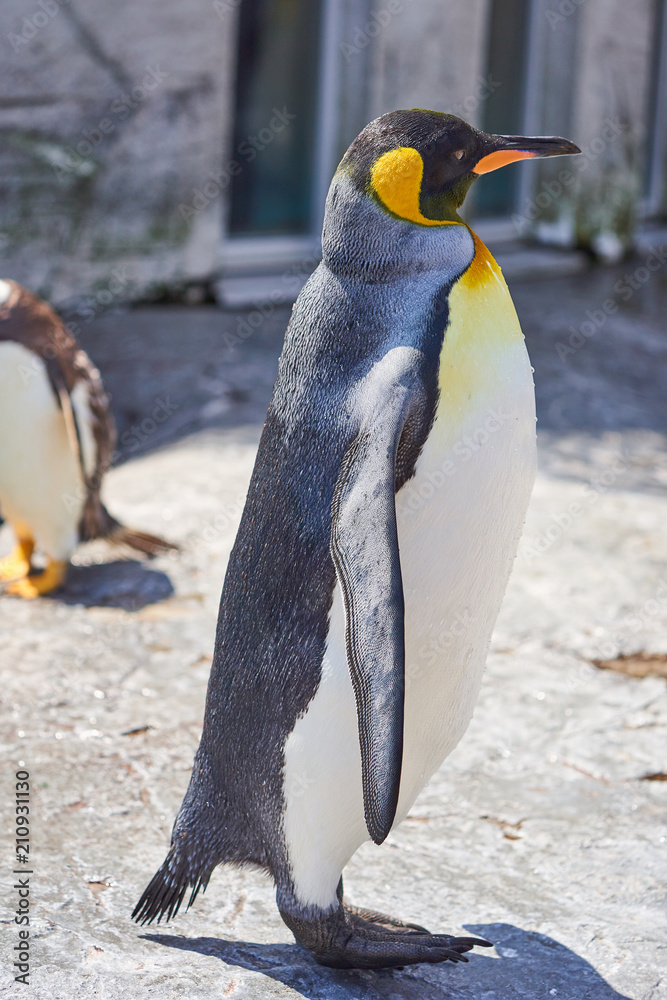 Fototapeta premium 旭山動物園のキングペンギン