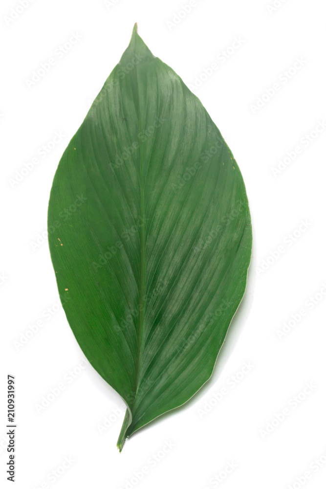 Obraz premium Gree turmeric leaves isolate on white 