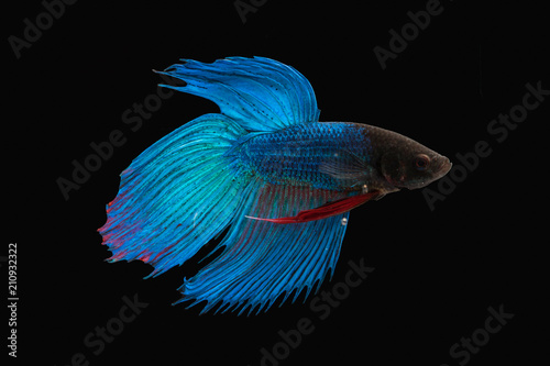 Beautiful Siamese fighting fish isolated with black