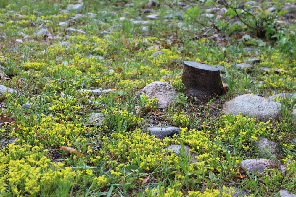 Obraz premium Tree Stump Amidst Yellow Flowers