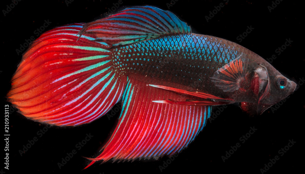 Fototapeta premium Beautiful Siamese fighting fish isolated with black