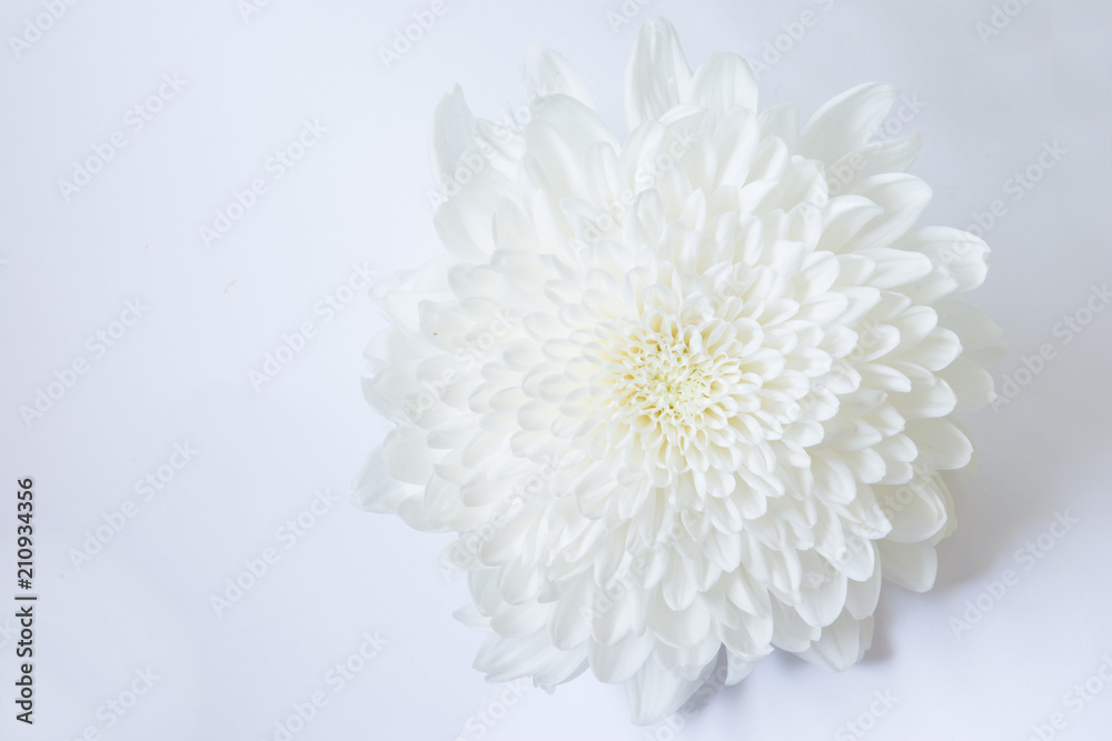 菊の花 白バック
菊の花 白バック