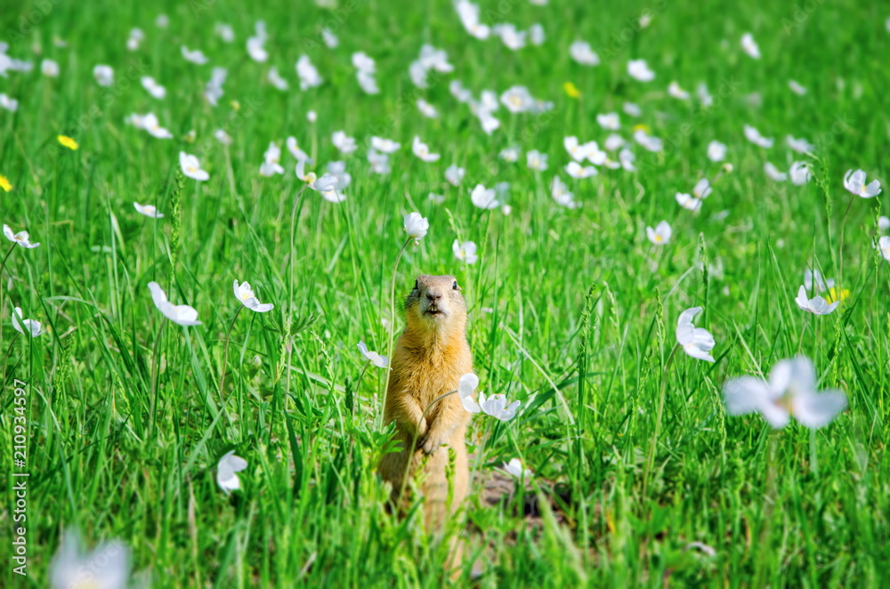 gopher on the field with white flowers gopher on the field with white flowers