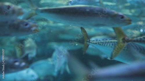 Aquarium full of pacific mackerel fish swimming in slow motion. photo