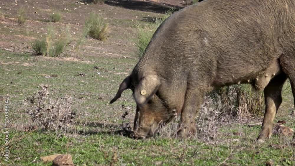 4K, Black Iberian pigs grazing through the oak trees in the grassland of Extremadura, Spain dehesa landscape. Spanish hogs eating acorn in field. Pig herd pasturing in a green meadow-Dan