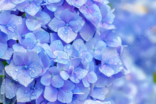 Valokuvatapetti 雨上がりの紫陽花　Hydrangea