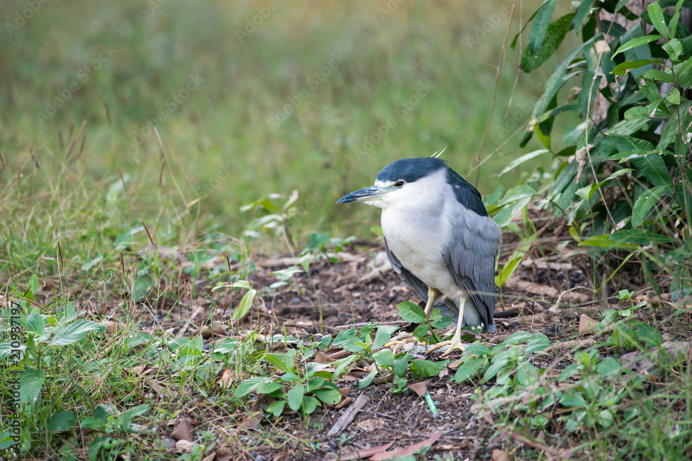 Obraz premium Black-crowned Night Heron or Black-capped Night Heron