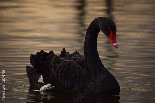 Fototapeta Naklejka Na Ścianę i Meble -  Black swan swimming 