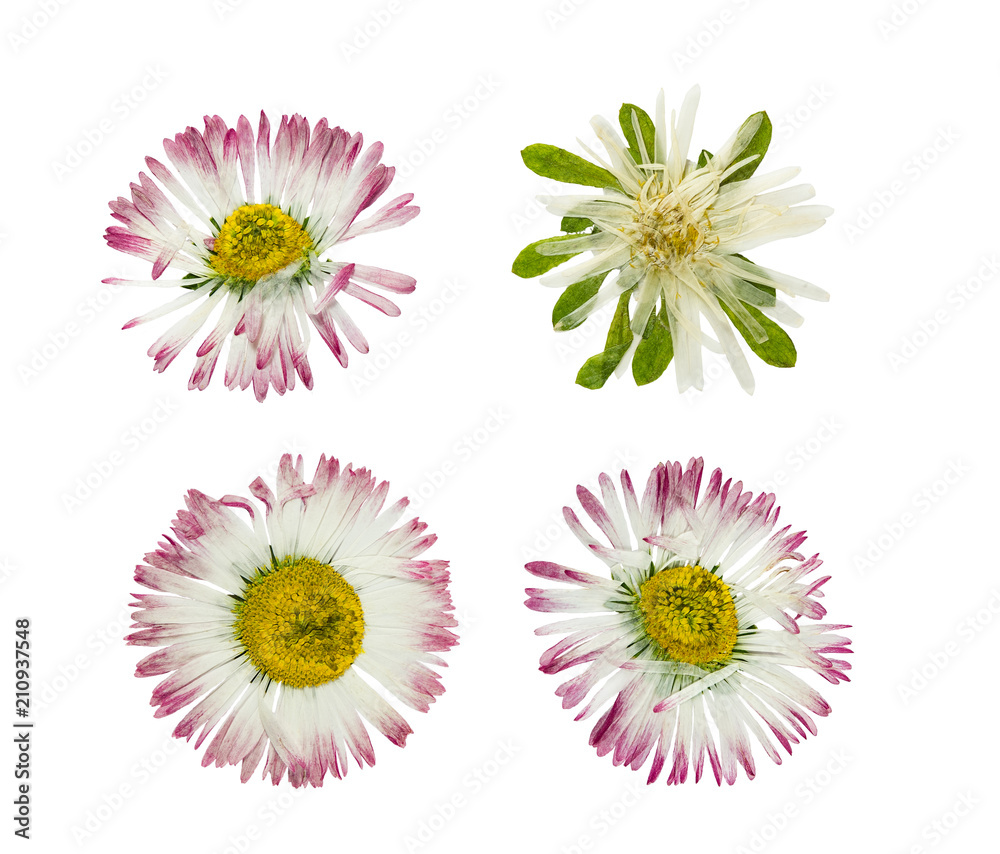 Pressed and dried flower daisy(marguerite). Isolated on white