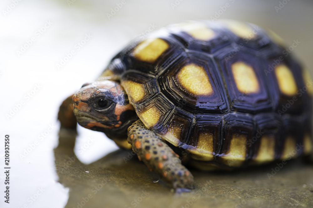 Obraz premium Cherry head red-foot tortoise