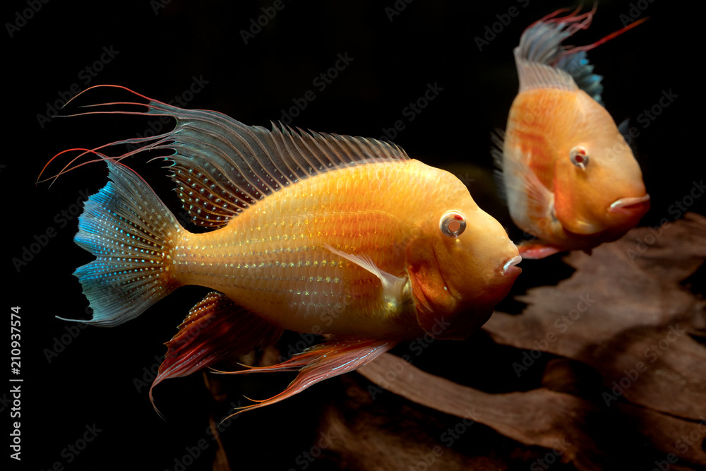 Fototapeta premium Albino cichlids in aquarium