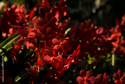 beautiful orchid flowers in garden