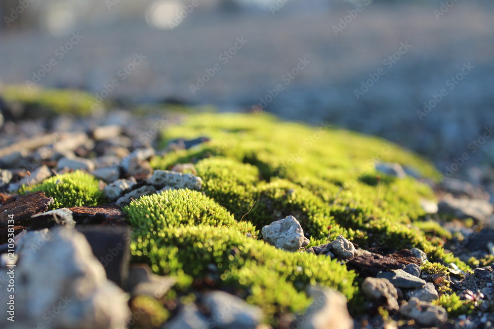 Sunlit Moss Sunlit Moss