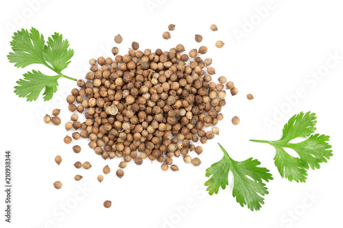 coriander seed and leaves isolated on white background. Top view. Flat lay pattern