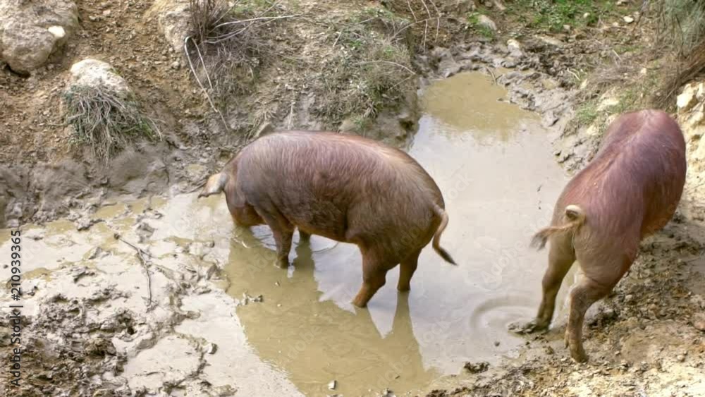Slow Motion of Black iberian pigs enjoying the mud in grassland Spain dehesa landscape. Spanish hogs lay down mud pond field. Pig herd playing with thick nasty clay. agricultural farm-Dan Slow Motion of Black iberian pigs enjoying the mud in grassland Spain dehesa landscape. Spanish hogs lay down mud pond field. Pig herd playing with thick nasty clay. agricultural farm-Dan