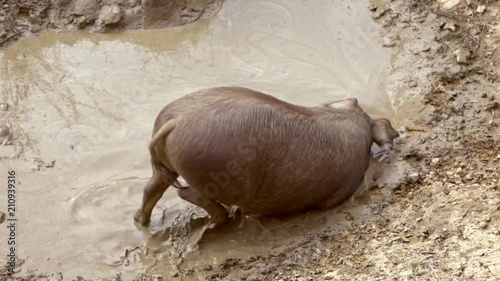 Black iberian pigs enjoying the mud in grassland Extremadura, Spain dehesa landscape. Spanish hogs lay down mud pond field. Pig herd playing with thick nasty clay. agricultural farm-Dan