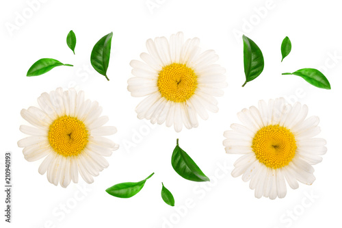 Fototapeta Naklejka Na Ścianę i Meble -  Three chamomile or daisies with leaves isolated on white background. Top view. Flat lay