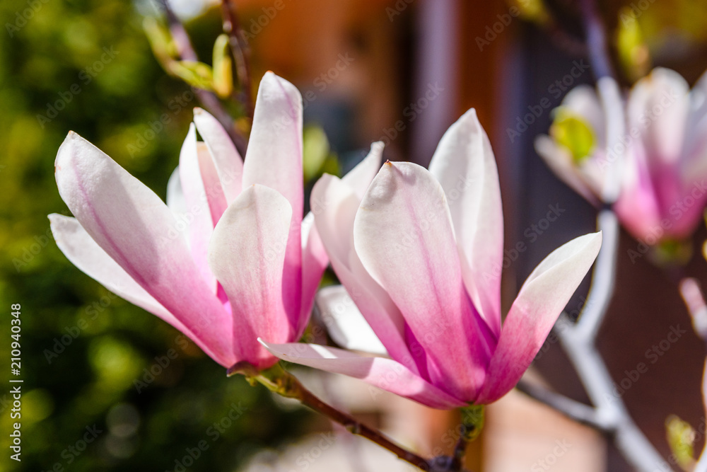 Flowers of the magnolia tree on spring day Flowers of the magnolia tree on spring day
