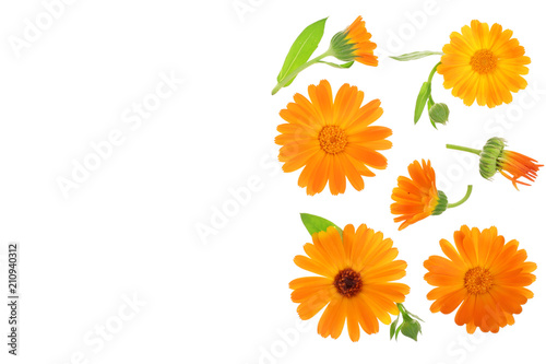 Calendula. Marigold flower isolated on white background with copy space for your text. Top view. Flat lay pattern © kolesnikovserg