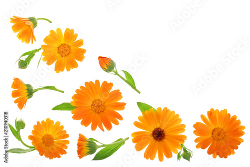 Calendula. Marigold flower isolated on white background with copy space for your text. Top view. Flat lay pattern © kolesnikovserg