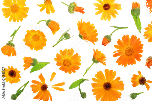 Calendula. Marigold flower isolated on white background. Top view. Flat lay pattern © kolesnikovserg