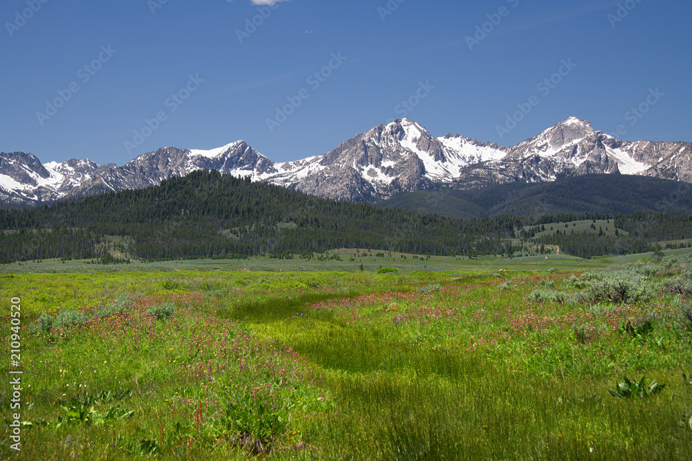 Sawtooth Mountains and Wildflowers 1895