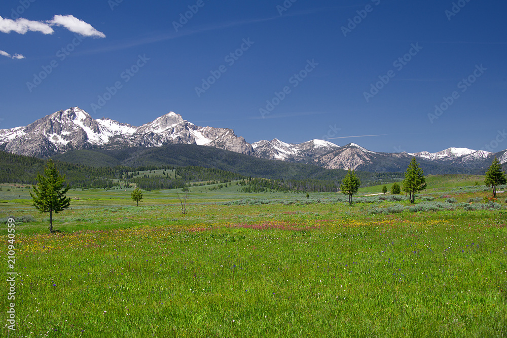 Sawtooth Mountains and Wildflowers 1899
