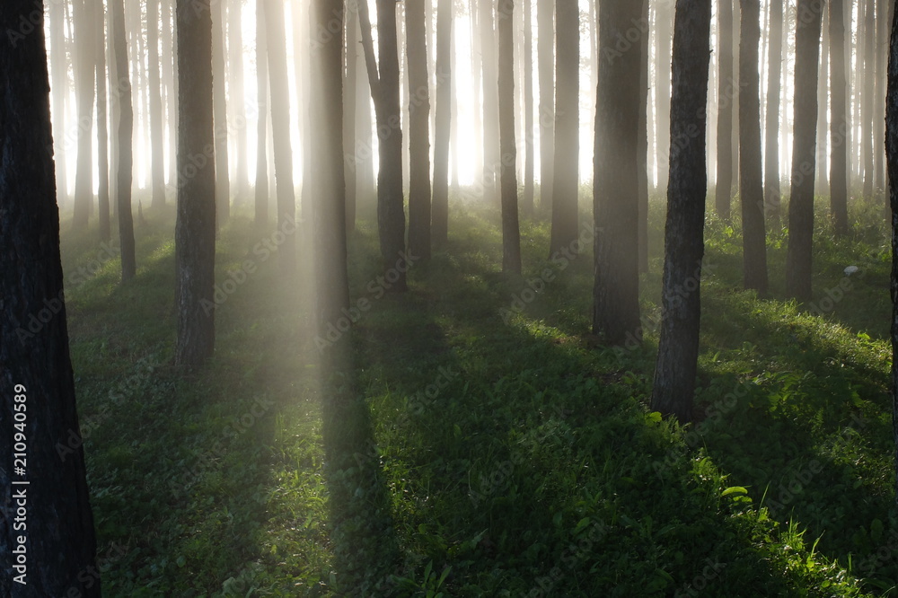 Naklejka premium Туман в лесу