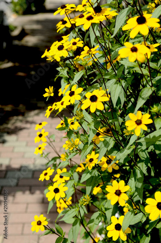 初夏の黄色い花 ルドベキア